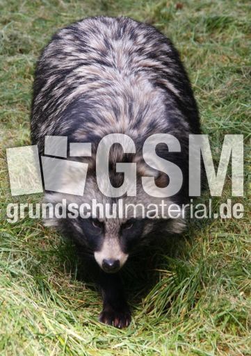 Waschbär-014.jpg